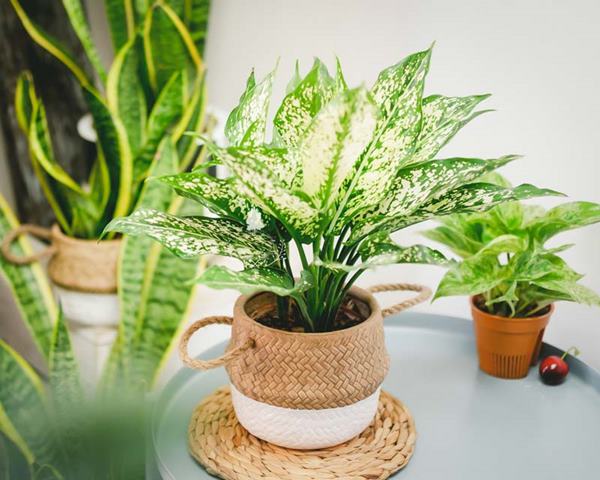 Cây phong thủy hợp mệnh Kim