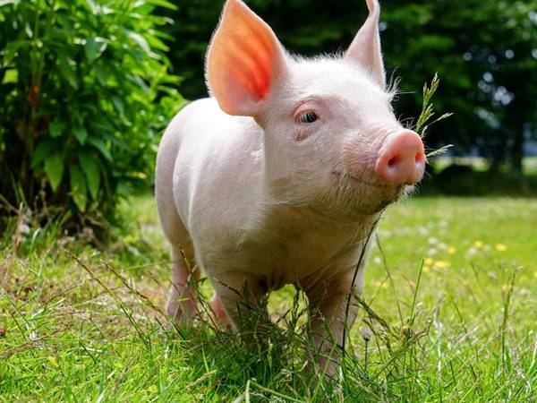 Mơ thấy lợn là điềm báo gì cho cuộc sống