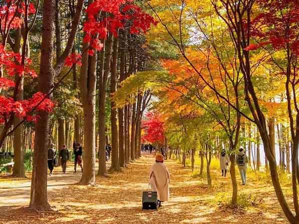 Mùa thu được nhiều người đánh giá là thời điểm đẹp nhất để du lịch Hàn Quốc