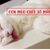 con mèo chết số mấy