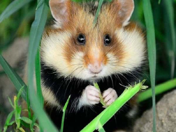 con số may mắn tuổi Bính Tý ngày 15/1/2026