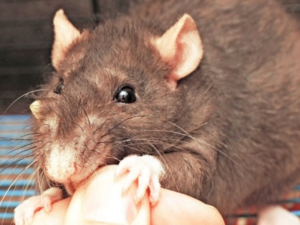 Nằm mơ thấy chuột cắn là điềm gì, nên chọn số nào dễ về?