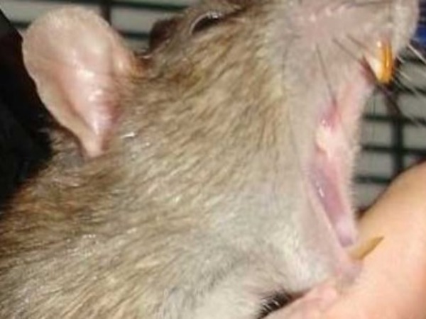 Mơ thấy bị nhiều con chuột cắn