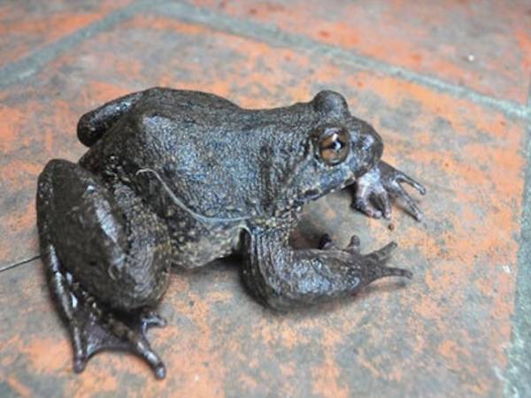 Mơ thấy ếch là điềm gì theo quan niệm tâm linh?